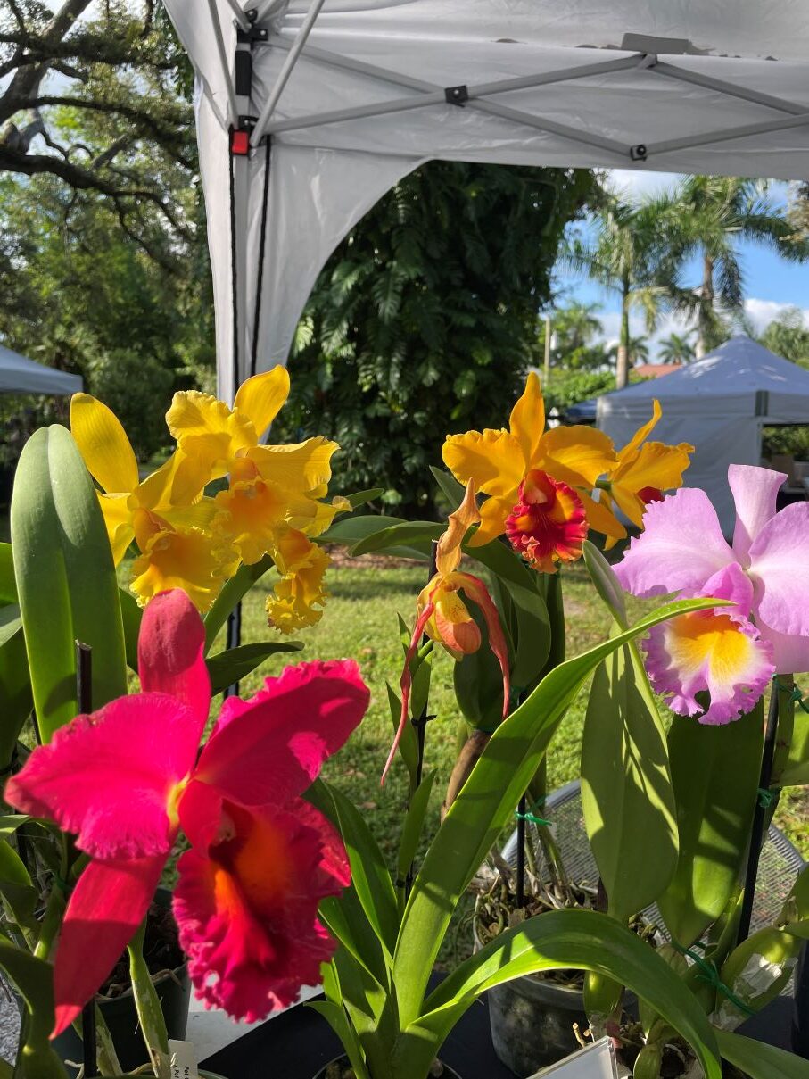 Orchid Sale and Symposium - Fort Myers River District
